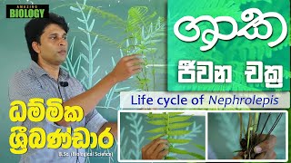 ශාක ජීවන චක්‍ර  Life cycle of Nephrolepis  ධම්මික ශ්‍රීබණ්ඩාර  Amazing Biology [upl. by Ellicott]