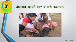 बोकडाचे खस्सी का व कसे करतात Goat Castrat is important and how it done [upl. by Virgil]