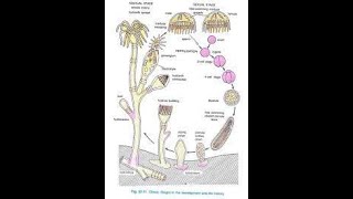 METAGENESIS IN CNIDARIA [upl. by Kery701]