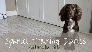 Dog Training  Encouraging manners and calmness using the autosit [upl. by Mode]