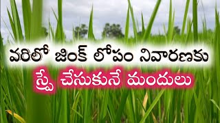 వరిలో జింక్ లోపం నివారణకు స్ప్రే చేసుకునే మందులు  Zinc Deficiency in Paddy Crop Telugu  zinc paddy [upl. by Dinny442]