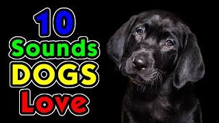 10 Sounds Dogs Love To Hear the Most [upl. by Aenahs]