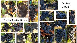 How Do Regenerative Pesticides Effect the Quality of Winegrapes [upl. by Jacquette368]