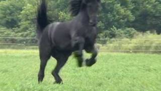 FPS Approved Friesian Stallion Sipke 450 [upl. by Eiramassenav]