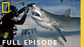 Shark Superpower Full Episode  National Geographic [upl. by Moskow]