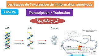 les étapes de lexpression de linformation génétique 2 bac pc شرح بالداريجة [upl. by Prader308]