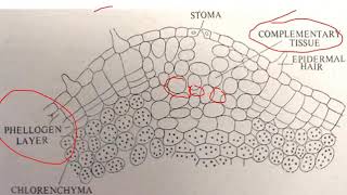 Lenticels  BSc II Year [upl. by Lyj]