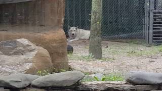 Wolf Stolen from Holtsville Ecology Center in New york READ DESCRIPTION [upl. by Joung]