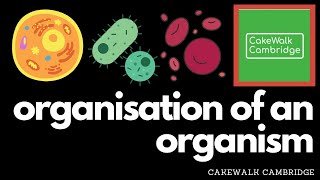 IGCSE Biology 2  Organisation of an Organism [upl. by Karlie]