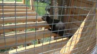 Testing the cage with the squirels Friggan rain again [upl. by Sewellyn]