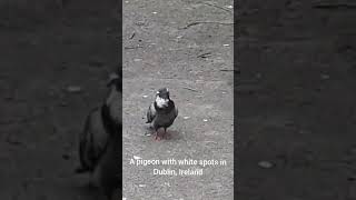 White Spotted Pigeon irishbirds dublincity shorts [upl. by Aia]