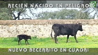 Toros de Cuadri becerro recién nacido en peligro  Toros desde Andalucía [upl. by Aikrehs]