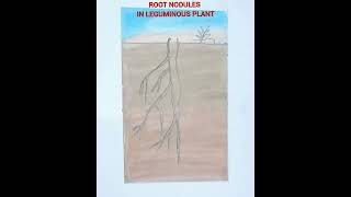 How to draw root nodules in leguminous plants easily [upl. by Dorfman]