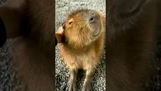 A Capivara O Animal Mais Good Vibes Do Mundo reinoanimal curiosidades animals [upl. by Aniaz]