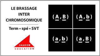 Le brassage interchromosomique  Term spé SVT [upl. by Kobe]