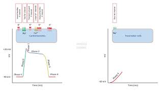 Antiarrhythmic drugs agents  Chapter 1 Cardiac Action Potential Made Easy [upl. by Obelia]