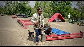 Goldendoodle Labradoodle Bernedoodle Training Session [upl. by Aurlie95]