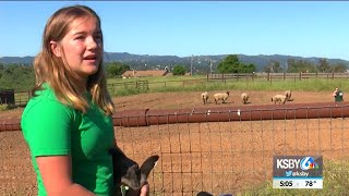 Salinas Valley Fair cancellation impacts local 4H students [upl. by Eiramrefinnej]