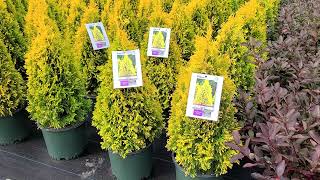 Thuja Jantar Golden American Arborvitae  Bright Very Colorful Easy To Grow Evergreen [upl. by Bullen]