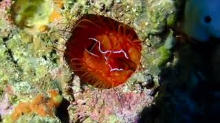 SCUBA Electric clams Ctenoides ales tg6 cavediving moalboal [upl. by Sices592]