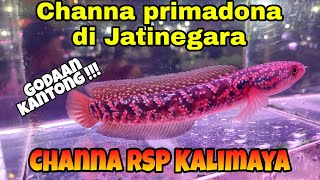 Channa RSP Kalimaya masih jadi primadona di Jatinegara  pasar ikan hias Jatinegara [upl. by Anida]