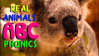 ANIMAL ABC PHONICS  kids alphabet song [upl. by Nimsay378]