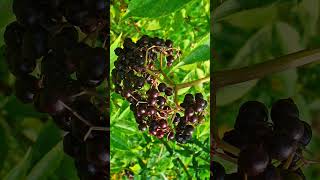 🇺🇸 American Black Elderberry Sambucus canadensis in Elder Family  Observed in Description [upl. by Sldney255]