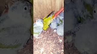 Conur bird breeding shorts trending viralvideo porrot birds comedy funny Birdbreeding28 [upl. by Sadella602]