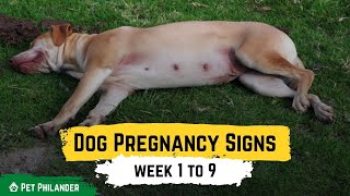 Dog Pregnancy Signs week 1 to 9  Pet Health [upl. by Reniar]