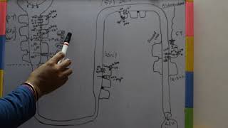 REABSORPTION OF SODIUM IN NEPHRON [upl. by Lezah86]