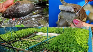 I Raised Softshell Turtles Giant Climbing Perches and Frogs in a Natural Pond in The Backyard [upl. by Yhtur883]