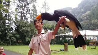 Birds Of Prey Show At Taman Safari Indonesia Cisarua [upl. by Schurman94]