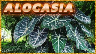 ALOCASIA 12 ESPÉCIES PARA VOCÊ ESCOLHER A SUA [upl. by Carman807]