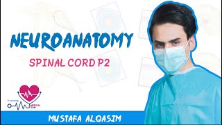 Neuroanatomy  Spinal cord  Sequel of part2 [upl. by Kamilah]