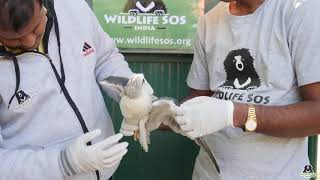 Blackshouldered Kite rescued amp released into the wild [upl. by Eugaet843]