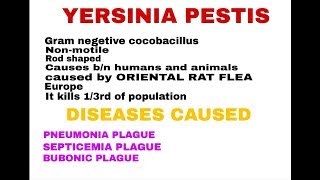 YERSINIA PESTIS  BLACK DEATH   BY PHANINDRA GUPTHA [upl. by Haonam812]