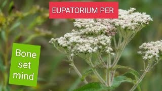 EUPATORIUM PERFOLATIUM BONESETDENGUE COVID MALARIA BONEPAIN PROSTRATION OF MIND [upl. by Trammel209]