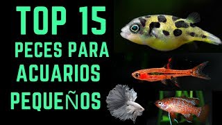 TOP 15 Peces para acuarios pequeños  10L  40L [upl. by Ahker]