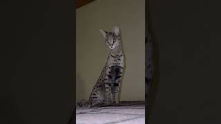 Грейс опять на крыше 😹 саванна savanna cat savannah animals savannalife [upl. by Yelraf]