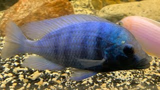 Placidochromis sp Phenochilus Gissel African cichlids [upl. by Ahsinrat907]