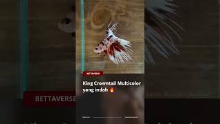 Crowntail yang sangat indah bettaverse cupang bettafish betta fyp short [upl. by Hoseia]