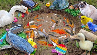 Mancing ikan hias dikolam ikan lele ikan koi ikan cupang ikan mas kurakura bebek angsapart701 [upl. by Markowitz]