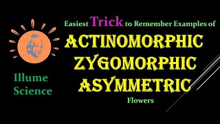 MnemonicTrick for Actinomorphic Zygomorphic amp Asymmetric Flowers  Symmetry of Flowers [upl. by Kreager657]