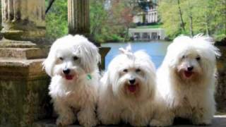 Coton de Tulear The MILESTONE Project a DOGumentary [upl. by Mikahs]