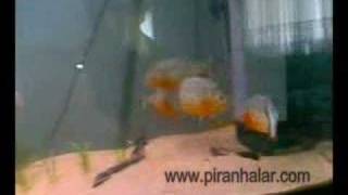 7quot Greenterror amp 4quot Red Belly Piranhas [upl. by Doi247]