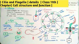 Cilia and Flagella  details  Class 11th Chapter Cell structure and function [upl. by Angelika]