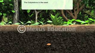 Germination in Plants [upl. by Kingsley]