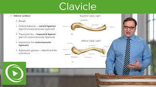 Clavicle Overview amp Parts – Anatomy  Lecturio [upl. by Rillis]