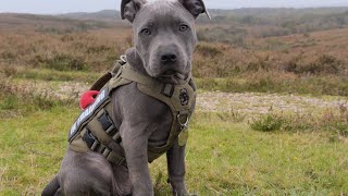 3 Month Old Blue Staffy with a View [upl. by Millman]