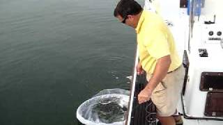 Catching Menhaden with a Cast Net [upl. by Trebmal]